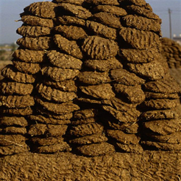 Cow Dung