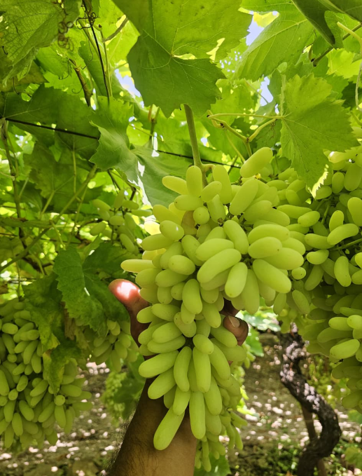 Fresh Grapes